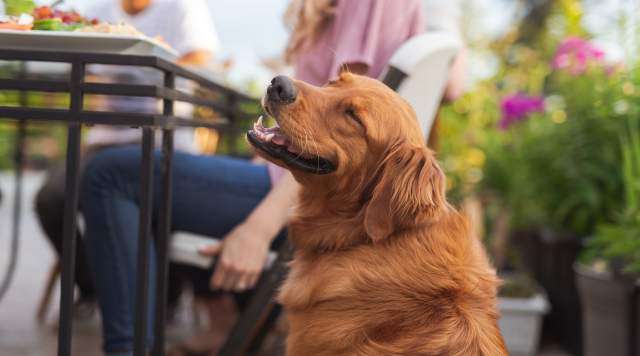 Dog on restaurant patio