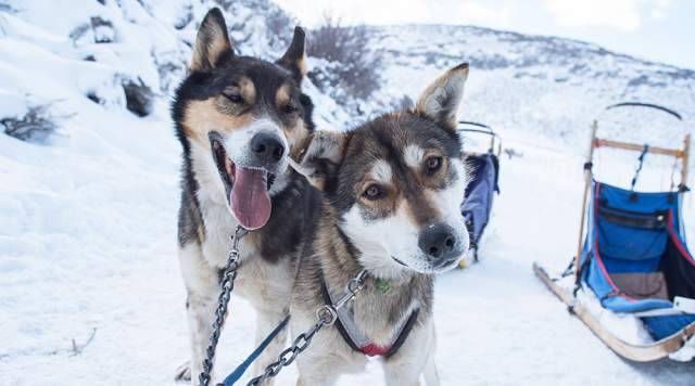 Two Sled Dogs Looking at Camera with Blue Mushing Sled in Background