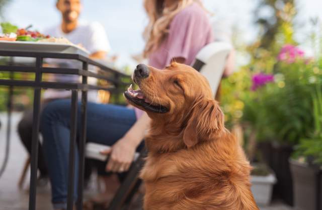 Dog on restaurant patio