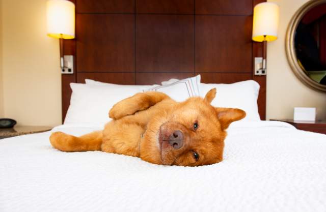 Dog-Friendly Hotels in Park City