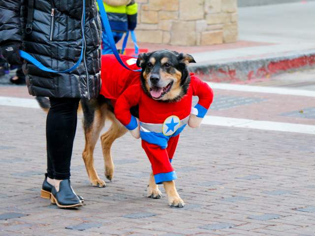 Tips for Attending Howl-O-Ween