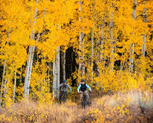 Two mountain bikers ride out of a forest with gold and orange fall leaves
