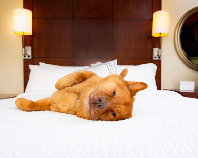Dog-Friendly Hotels in Park City