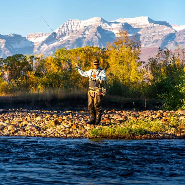 An angler casts a fly in a river in front of yellow trees and snow capped mountains near Park City, UT