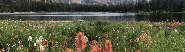 Wildflowers along the Three Divides Trail