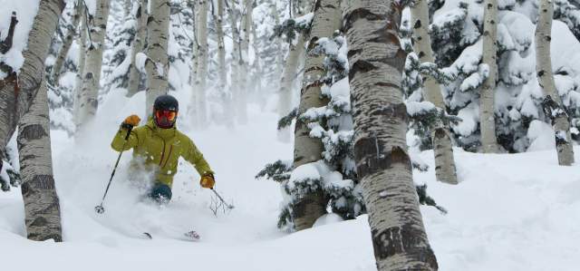 Man skiing through aspen grove on powder day