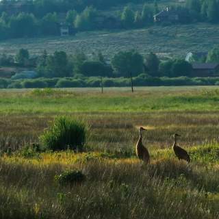 Mountains and Migration: 10 Birds to Spot this Spring