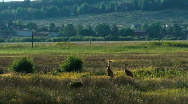 Mountains and Migration: 10 Birds to Spot this Spring