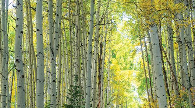 Cover of the official Park City Visitor's Guest Guide with a mountain biker riding through a forest in the fall.