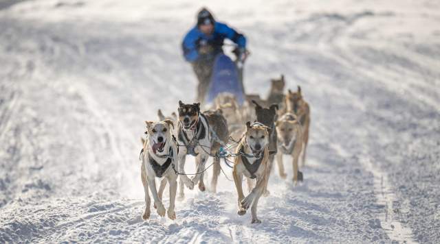 A team of dogs pull a sled on a snow-covered road near Park City, UT