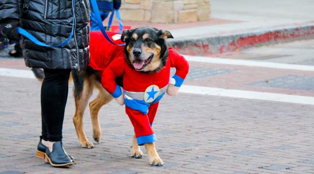 Tips for Attending Howl-O-Ween