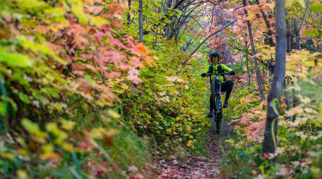 How Do Leaves Change Color in the Fall