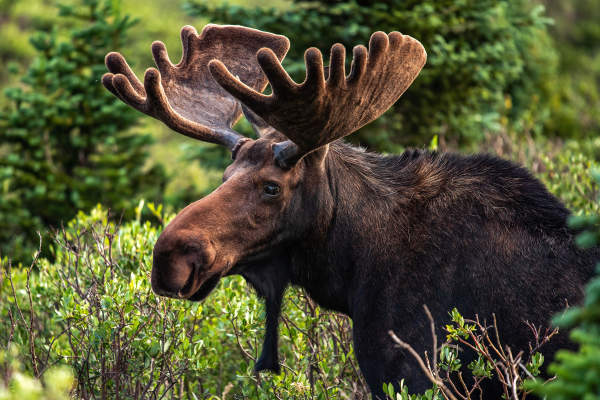 Moose