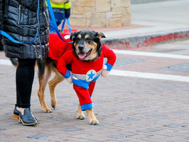 Tips for Attending Howl-O-Ween