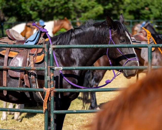 A black horse is tethered to a fence near an equestrian riding area in Park City, UT