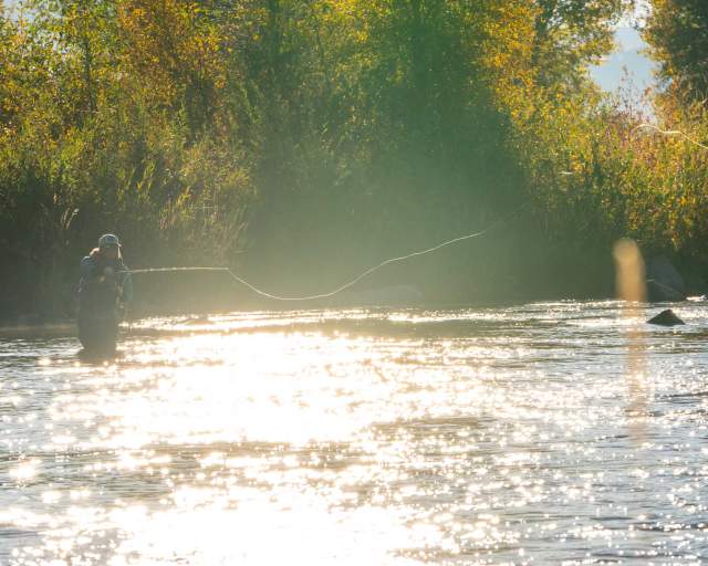 An angler casts a fly across sunlit water on a river with fall foliage on the banks near Park City, UT