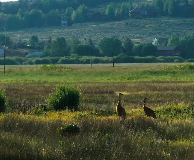Mountains and Migration: 10 Birds to Spot this Spring