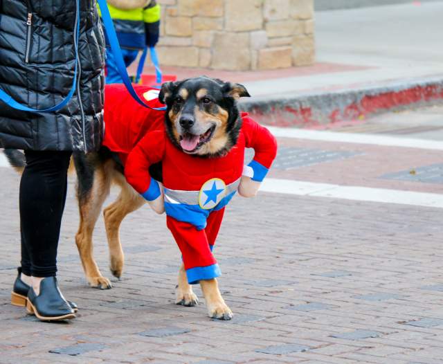 Tips for Attending Howl-O-Ween