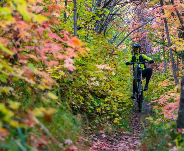 How Do Leaves Change Color in the Fall
