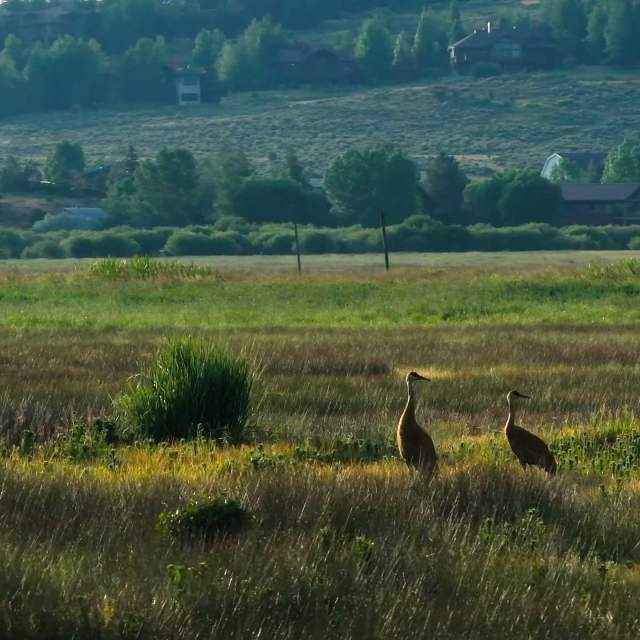 Mountains and Migration: 10 Birds to Spot this Spring