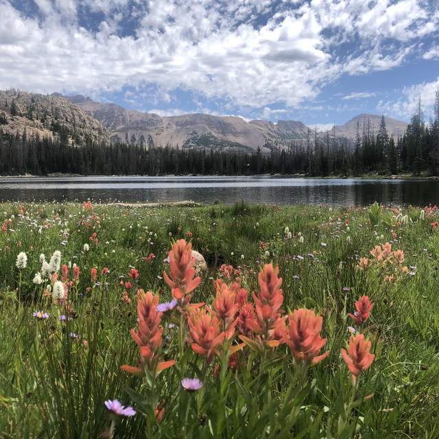 Wildflowers along the Three Divides Trail