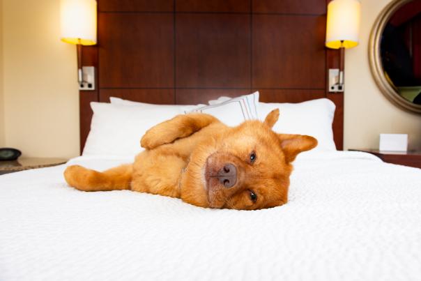 Dog-Friendly Hotels in Park City