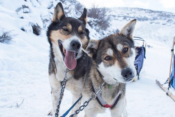 Two Sled Dogs Looking at Camera with Blue Mushing Sled in Background