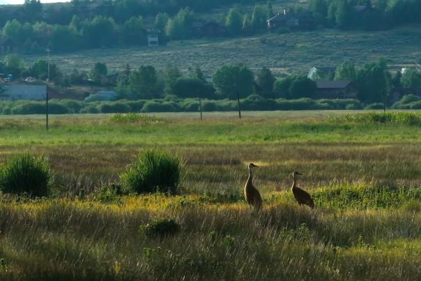 Two Sandhill Cranes stand in a green grass field in the Swaner Nature Preserve in Park City, UT