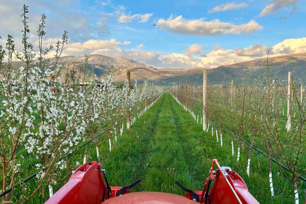 First-person-view of a tractor moving through a green apple orchard with mountain peaks in the distance at the Dendric Estate Cidery in Kamas, UT