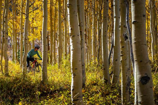 A mountain biker rides a trail through a dense aspen forest during the fall in Park City, UT