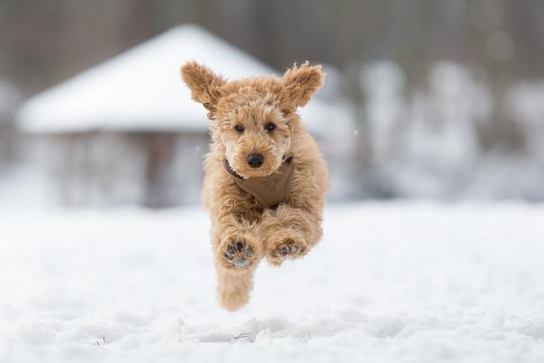 Dog running in dog park