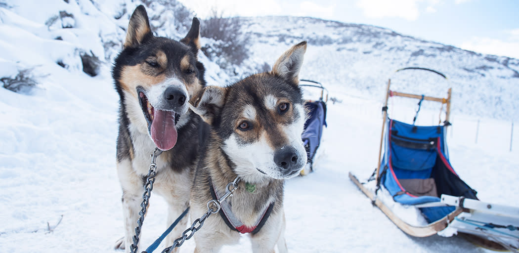 Dog Sledding | Park City First Timers Video