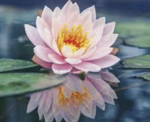 Lotus, Lily Pads, and Frogfruit