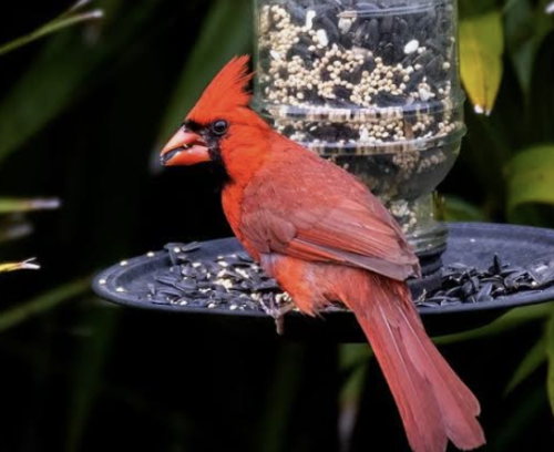 Birds and Bloomers