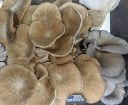 Mushroom Cultivating
