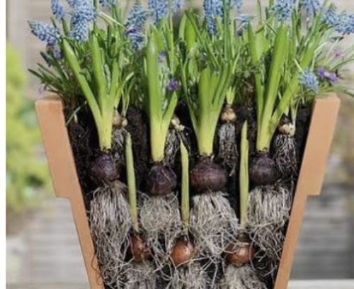Build Your Own Lasagna Planter