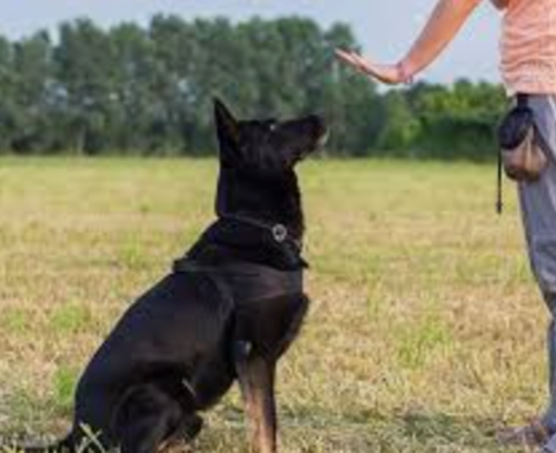 Tricks & Treats: Dog Training