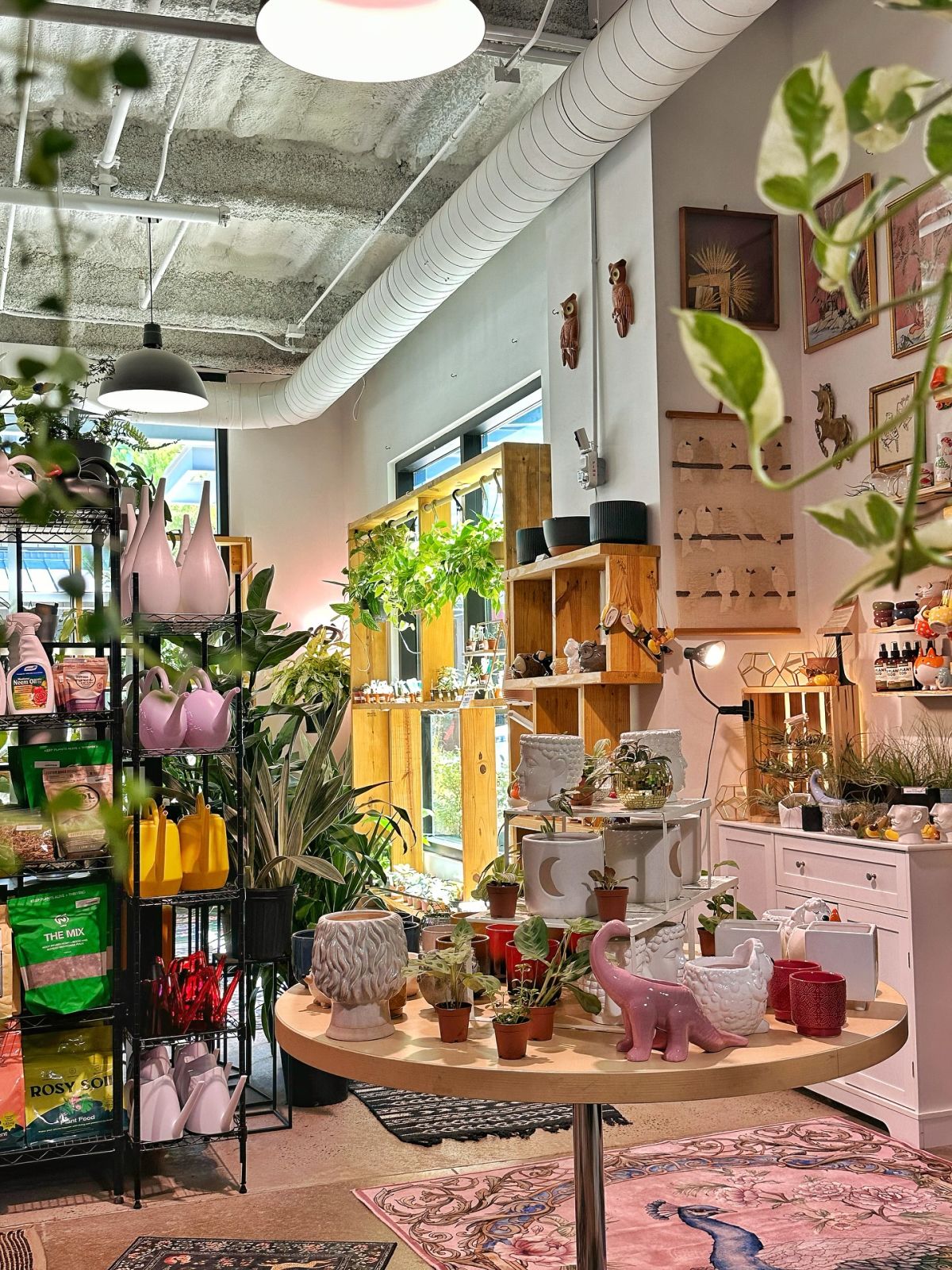 Urban Pothos Houseplant Shop