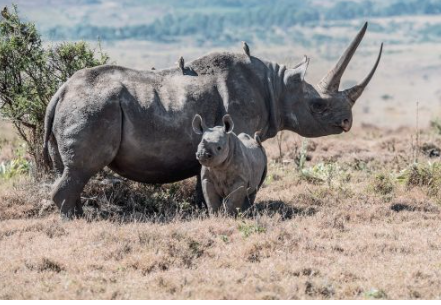 Teen Science Café: Rhino Conservation | Raleigh, NC 27601