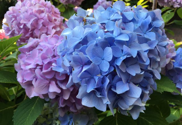 Haywood Hall House 05-235.JPG