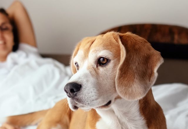 Pet_friendly_hotels.JPG
