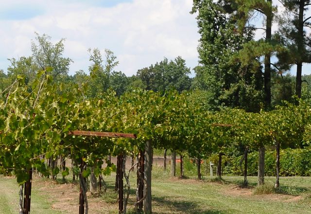 Cloer_Vineyards_5639.JPG