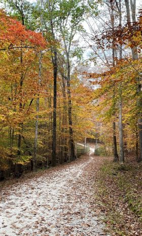 Favorite Fall Hikes in Raleigh, N.C.