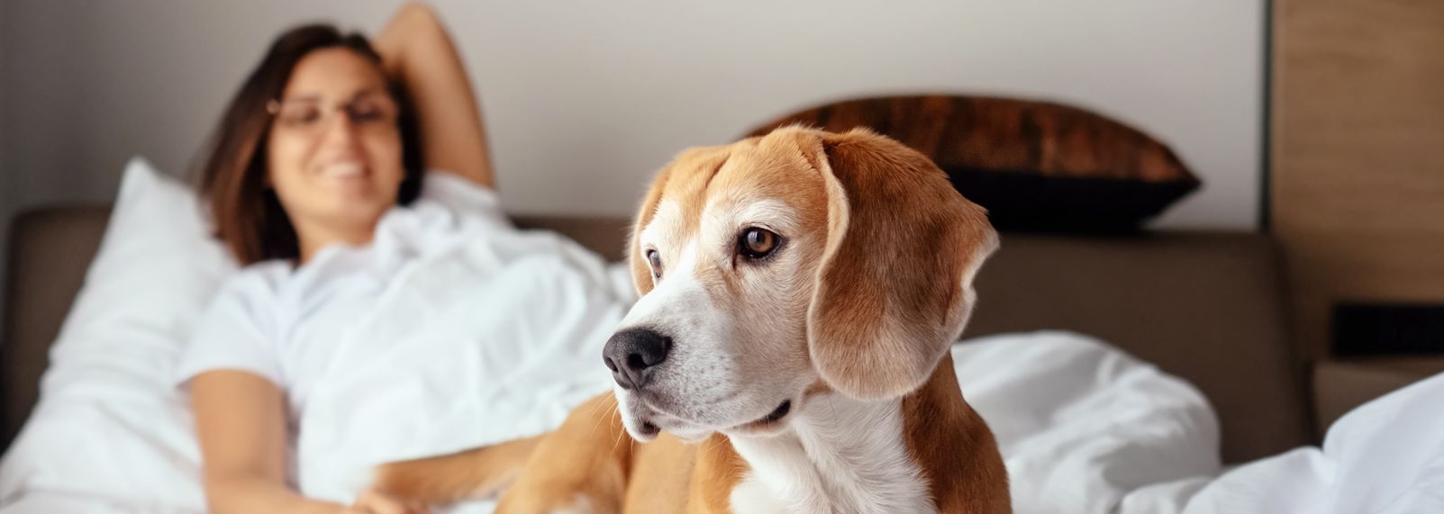 Pet_friendly_hotels.JPG