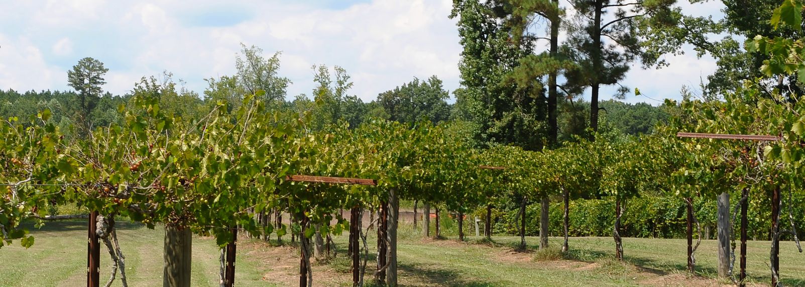 Cloer_Vineyards_5639.JPG
