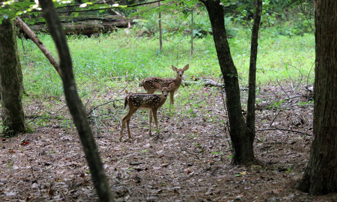 Umstead Park