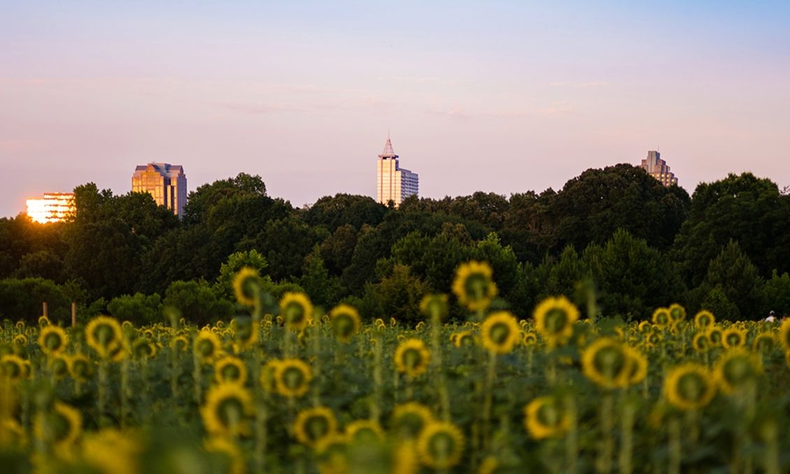 Dorothea Dix Park Sunflowers