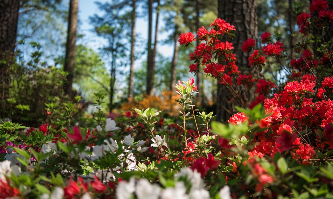 WRAL Azalea