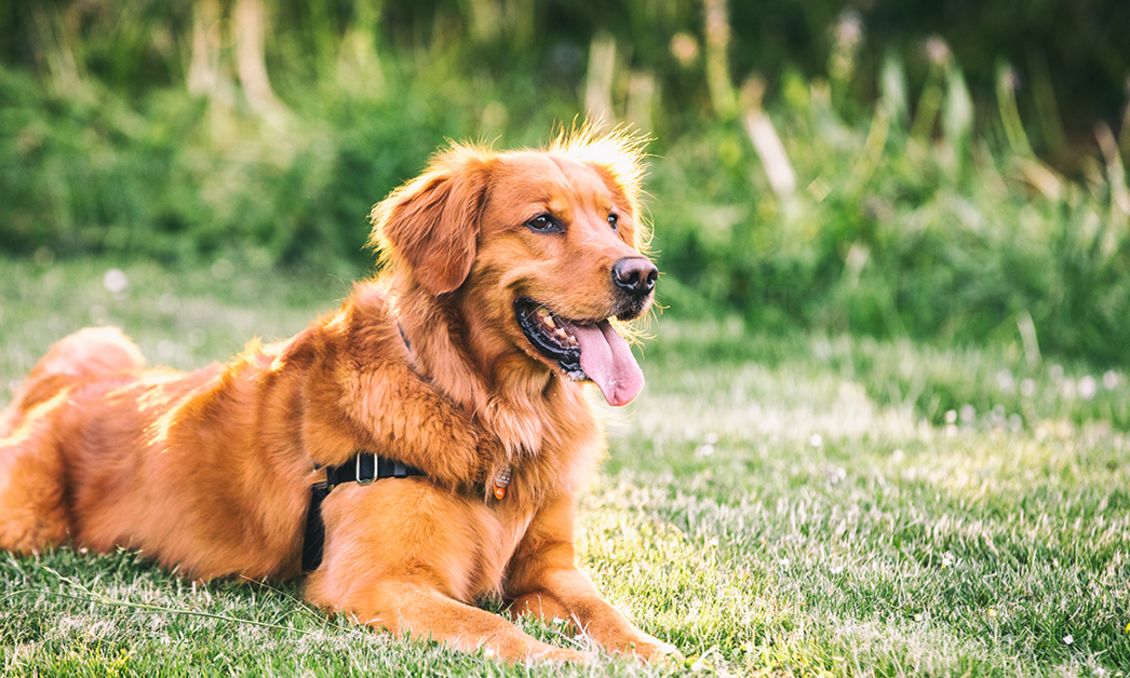 Dog Days Raleigh Flickr