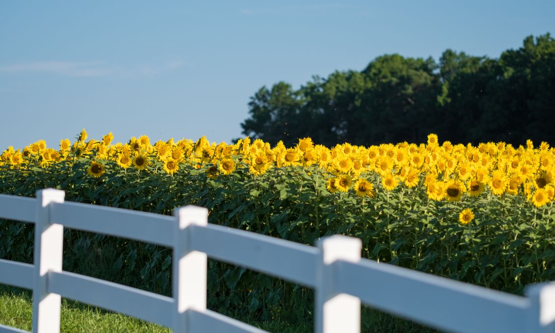 Neuse River Greenway Sunflowers
